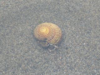 やどかり
